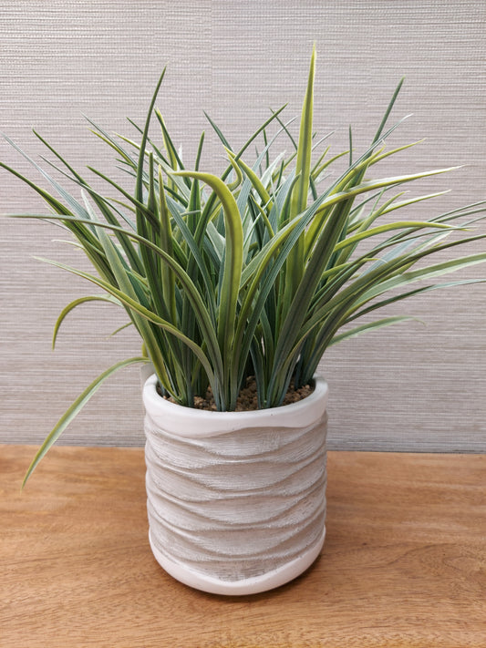 Grass in wavy pot med